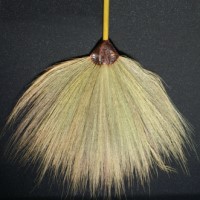 Bild von Fächerbesen
